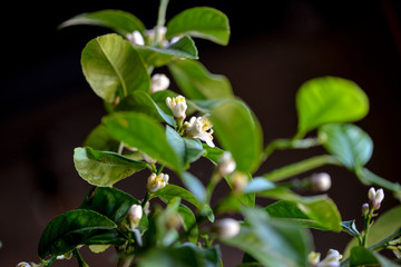 plant with green leaves