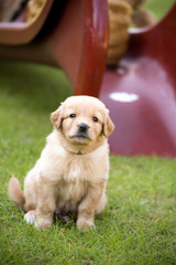 cute puppy dog lover hundewelpen hoverwart blond tierbabys haustier hund vierbeiner welpe wachhund...