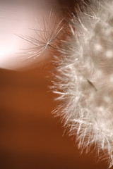 Fototapeta premium Fragment of a fluffy white dandelion flower. Macro.