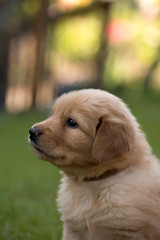cute puppy dog lover hundewelpen hoverwart blond tierbabys haustier hund vierbeiner welpe wachhund...