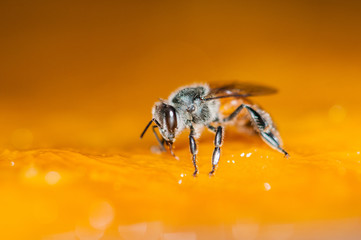 Macro shot of bees Sweet drink