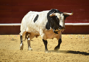 spanish bull running in bullring