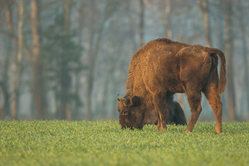 European bison - Bison bonasus in the Knyszyn Forest (Poland)