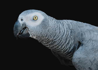 Beautiful parrot on a black background