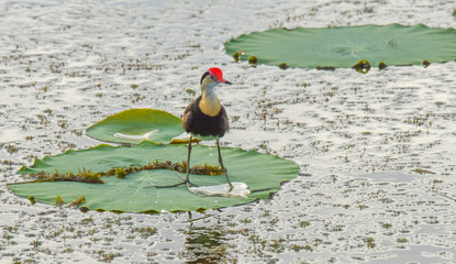 Bird on Lily Pad