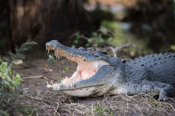 crocodile with mouth open