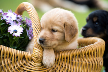 cute puppy dog lover hundewelpen hoverwart blond tierbabys haustier hund vierbeiner welpe wachhund...