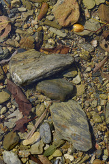 川の水が透明な川原の石