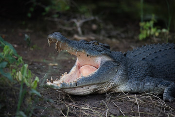 crocodile with mouth open
