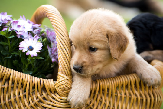 cute puppy dog lover hundewelpen hoverwart blond tierbabys haustier hund vierbeiner welpe wachhund familienhund kind schwarz dunkel pfoten tapsig outdoor tierportrait
