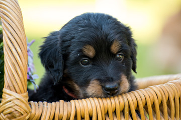 cute puppy dog lover hundewelpen hoverwart blond tierbabys haustier hund vierbeiner welpe wachhund...