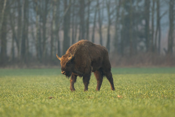 European bison - Bison bonasus in the Knyszyn Forest (Poland)