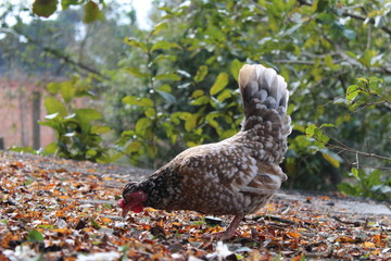 Chicken