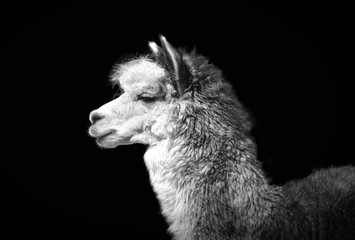 Black and white portrait of a Mexican llama on a contrasting black background.