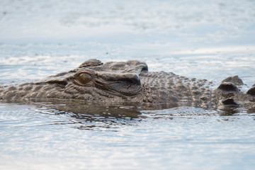crocodile in water