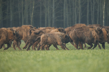 European bison - Bison bonasus in the Knyszyn Forest (Poland)