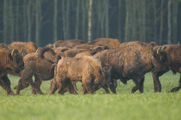 European bison - Bison bonasus in the Knyszyn Forest (Poland)