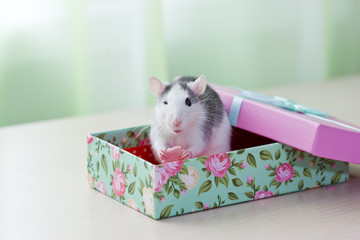 Funny rat sitting in a gift box. The rat winks.