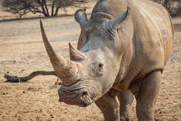 Fototapeta premium White rhino in the african nature 