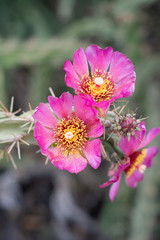 Obraz premium Cactus blossoms in africa