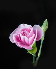 beautiful blooming carnation flower on a black background