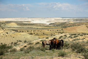 Steppe landscapes, Mangistau province, Kazakhstan.