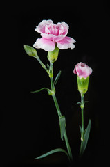 beautiful blooming carnation flower on a black background