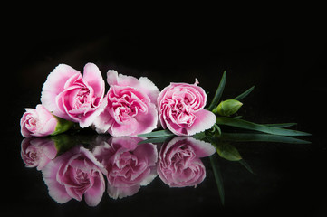 beautiful blooming carnation flower on a black background