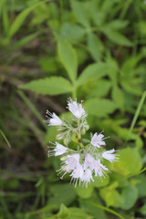 Virginia waterleaf at Dam # 4 Woods in Park Ridge, Illinois