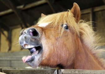 the yawning horse