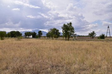 tree in a field