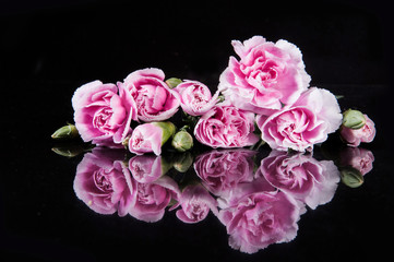 beautiful blooming carnation flower on a black background