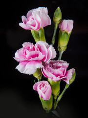 beautiful blooming carnation flower on a black background