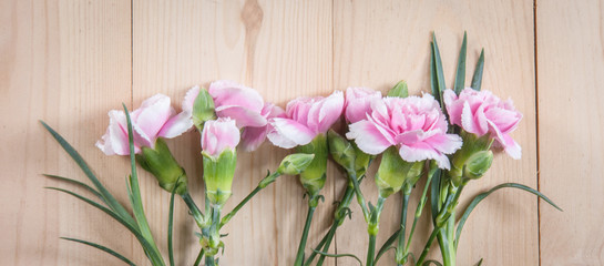 beautiful blooming carnation flower on a wood background