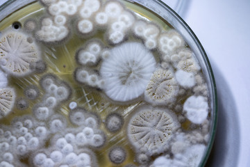 Mold Beautiful, Colony of Characteristics of Fungus (Mold) in culture medium plate from laboratory microbiology.