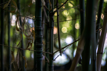 bamboo in the forest