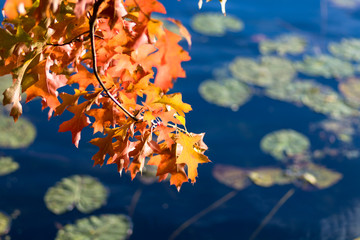orangene Bl&auml;tter vor einem Seerosentaich im Herbst