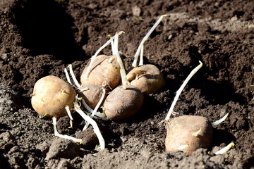 Kartoffeln mit Keimlingen vor dem Setzen in der Gartenerde