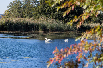 wei&szlig;e Schw&auml;ne auf einem Teich