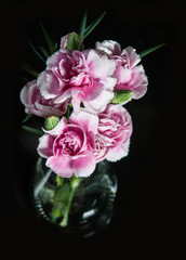 beautiful blooming carnation flower on a black background