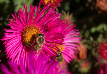 Hummel auf einer magentafarbenen Bl&uuml;te beim Honigsammeln