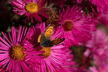 pinke Bl&uuml;te mit Schmetterling
