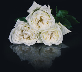 white rose isolated on black background
