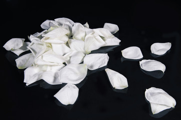 Fototapeta na wymiar white rose isolated on black background