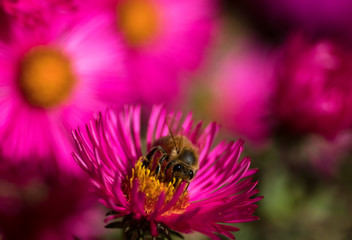 Bine auf einer pinken Bl&uuml;te beim Best&auml;uben