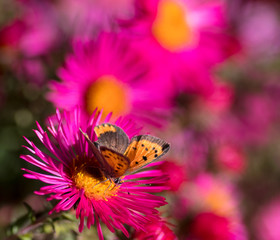 Schmetterling auf einer pinken Bl&uuml;hte