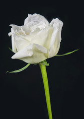 white rose isolated on black background