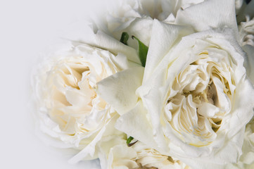 white rose isolated on black background