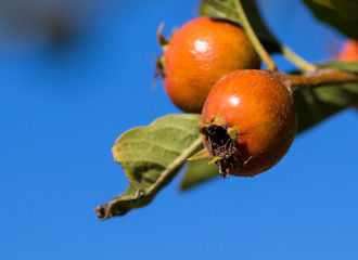 rote Mispelfrucht