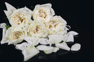 white rose isolated on black background
